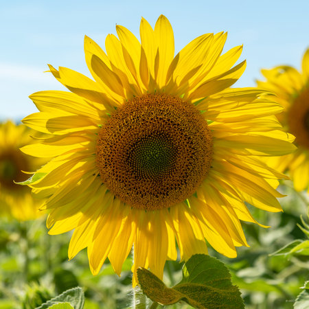 Field of blooming sunflowers at sunset, close-upの写真素材