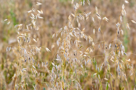 The Sprouts of ripe oats on the fieldの写真素材