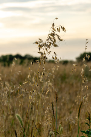 The Sprouts of ripe oats on the field in the eveningの写真素材
