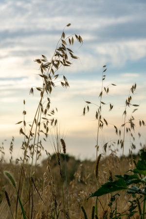 The Sprouts of ripe oats on the field in the eveningの写真素材