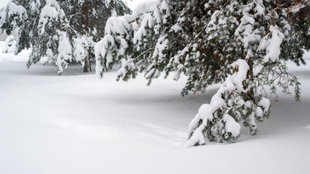 spruce covered with snow in the forestの写真素材