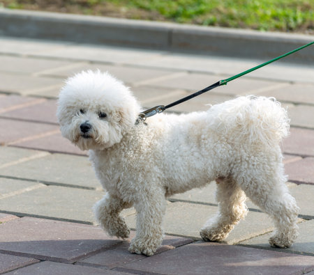 White poodle on a leash while walkingの写真素材