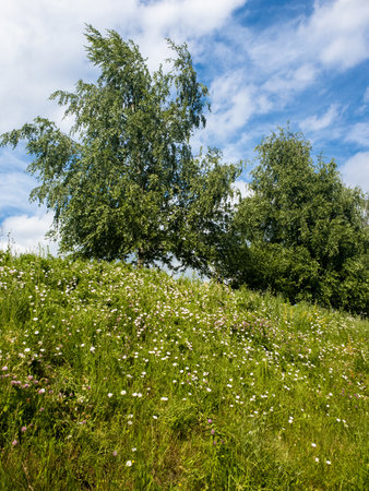 Birch trees grow on a slope, summer landscapeの写真素材