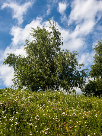 Birch trees grow on a slope, summer landscapeの写真素材