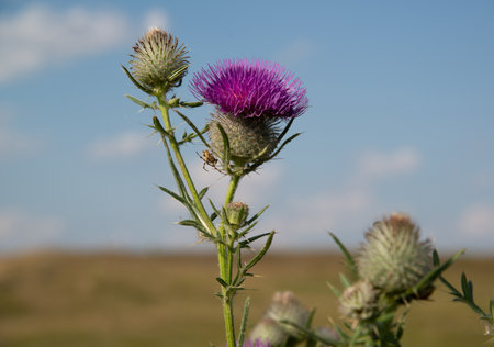 Pink thistle flowers outside in summer. A closeupの写真素材