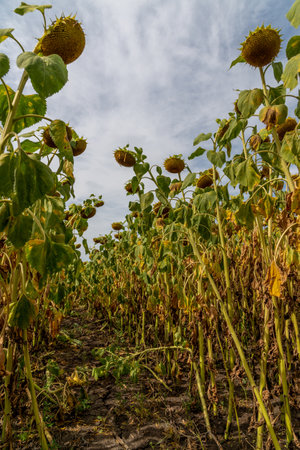 Ripe sunflower in a field shot from bottom to top. Russiaの写真素材