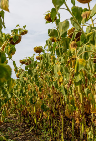 Ripe sunflower in a field shot from bottom to top. Russiaの写真素材