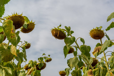 Ripe sunflower in a field shot from bottom to top. Russiaの写真素材
