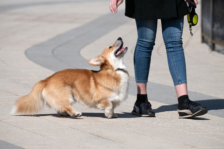 The Woman walking Welsh Corgi cardigan dogの写真素材