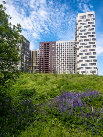 Lawn with blooming wild herbs in the city of Moscow, Russiaの写真素材