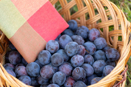 Ripe plums in wicker basket on the grassの写真素材