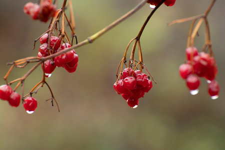Viburnum berries in raindrops in autumnの写真素材