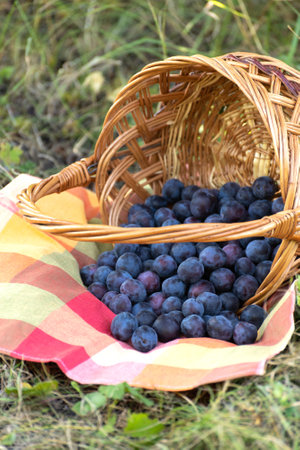 Ripe plums in wicker basket on the grassの写真素材