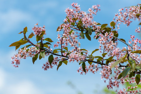 Pink blooming bird cherry on blue sky backgroundの写真素材