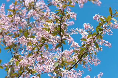 Pink blooming bird cherry on blue sky backgroundの写真素材