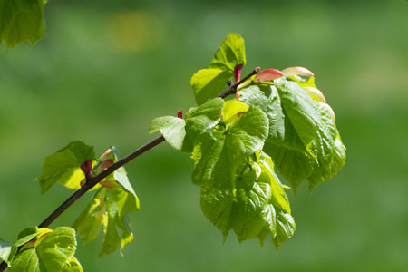 Apple tree twig with young leaves and a budsの写真素材