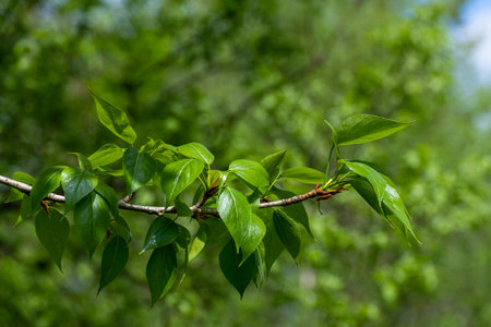 Poplar branch with young leaves in an early springの写真素材