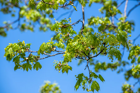 Maple branch with young leaves in an early springの写真素材