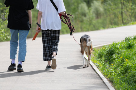 Two teenagers walk the dog on leash in the parkの写真素材