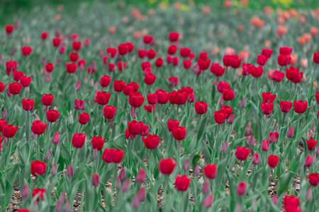 Many varietal red tulips on flowerbedの写真素材