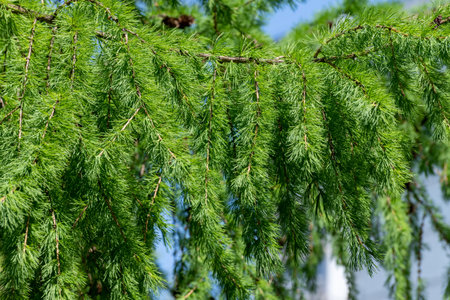 Needles of young larch in a spring close-up