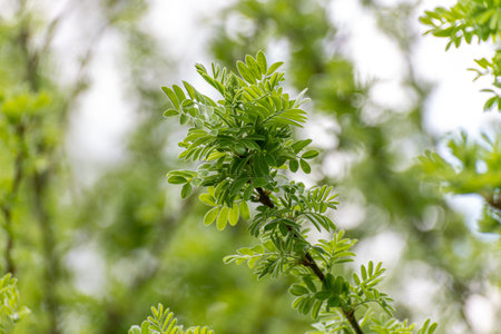 acacia twig with an young spring leavesの写真素材
