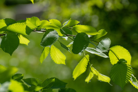 The Young elm leaves in the springの写真素材