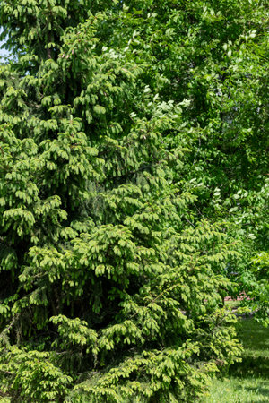 Beautiful young spruce in the forest in springの写真素材