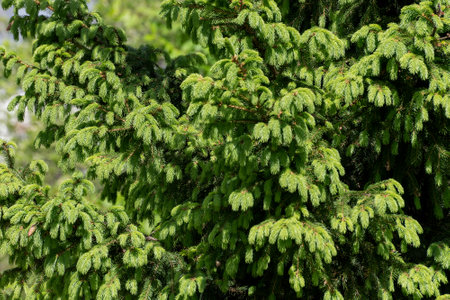 Beautiful young spruce in the forest in springの写真素材