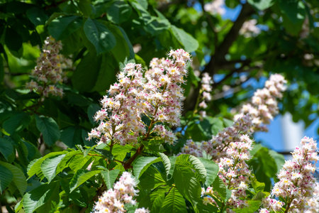 Beautiful blooming chestnut on a blue sky backgroundの写真素材