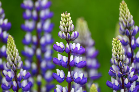 Beautiful meadow with a blooming wild lupineの写真素材