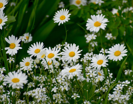 Beautiful large daisies with awhite petalsの写真素材