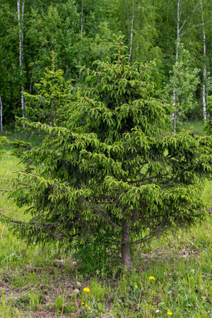 Beautiful young spruce in forest in springの写真素材