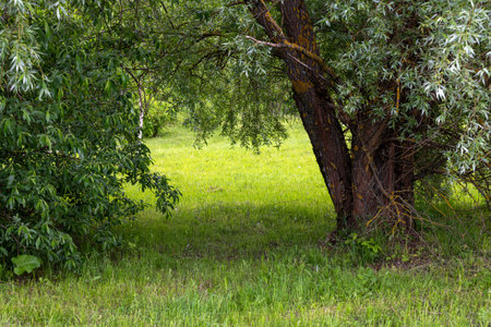 Deciduous forest edge in early summerの写真素材