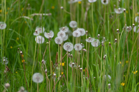 Dandelion with a white seeds on the lawnの写真素材
