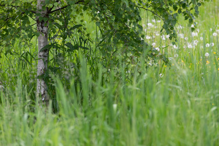 Fragment of glade with a birch trunk and dandelionsの写真素材