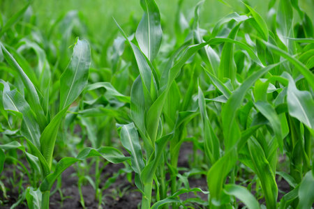 Young corn leaves grow in a garden bed
