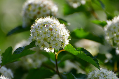 Opulifolius Diabolo blooms with a white flowers in spring