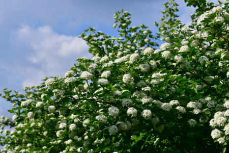 Opulifolius Diabolo blooms with a white flowers in springの写真素材