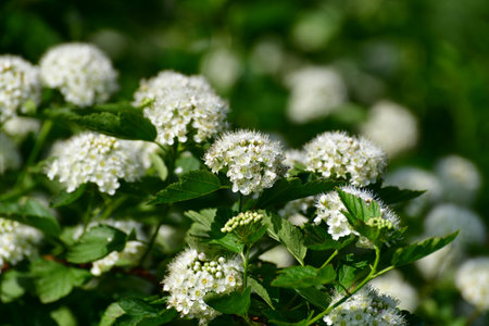 Opulifolius Diabolo blooms with a white flowers in springの写真素材
