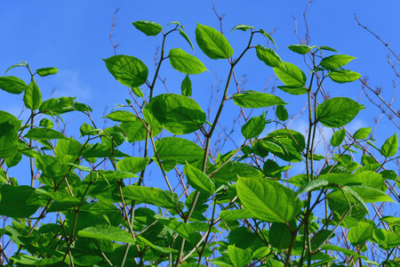 Reynoutria Sakhalin is species of plants of the genus Reynoutria of the Buckwheat familyの写真素材