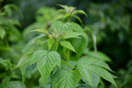 Young green tops of raspberries with a leavesの写真素材