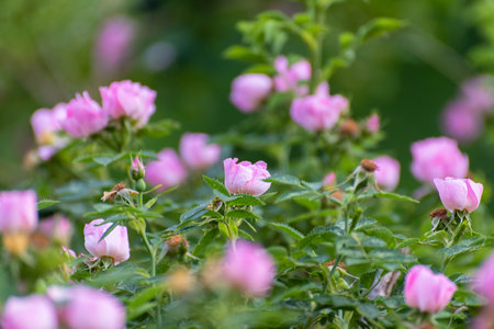 The Blooming rose bush, many small flowersの写真素材