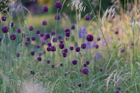 wild onions in the meadow. Seed headsの写真素材