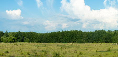 The Summer landscape with forest and field, nature of Russiaの写真素材