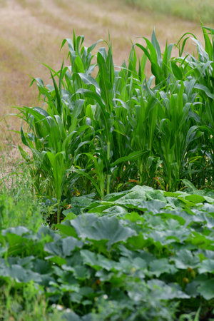 Fragment of a vegetable garden with growing corn and pumpkinの写真素材