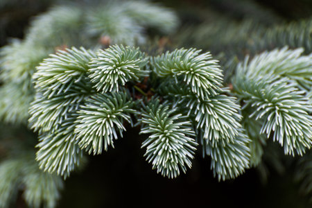 Twigs of blue spruce close upの写真素材