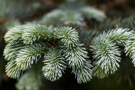 Twigs of blue spruce close upの写真素材