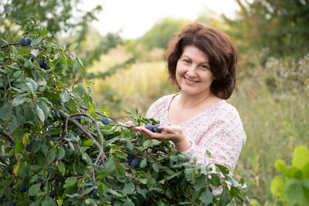 The woman in plum garden harvests the harvestの写真素材
