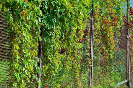 Wild grapes on the chain-link fenceの写真素材